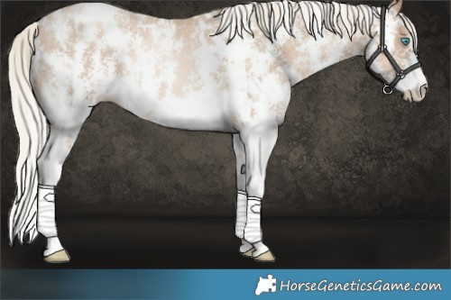 Horse Color:Chocolate Palomino Pearl Sabino Varnish Rabicano  and Chocolate Palomino Pearl Sabino Varnish Rabicano 