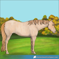 Horse Color:Gold Champagne Roan 
