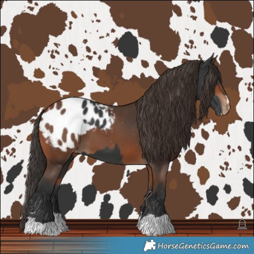 Horse Color:Black Blanket and Bay Blanket