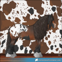 Horse Color:Black Blanket  and Bay Blanket 