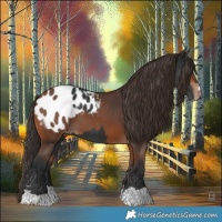 Horse Color:Black Blanket  and Bay Blanket 