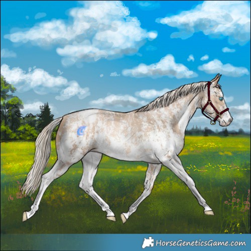 Horse Color:Chocolate Palomino Pearl Sabino Appaloosa Rabicano  and Chocolate Palomino Pearl Sabino Appaloosa Rabicano 