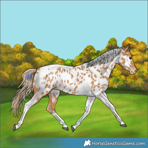 Horse Color:Chestnut Tobiano Near Leopard 