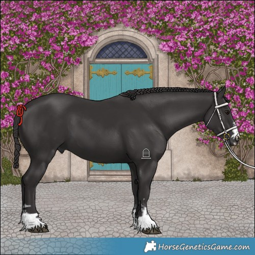Horse Color:Smoky Black and Smoky Black