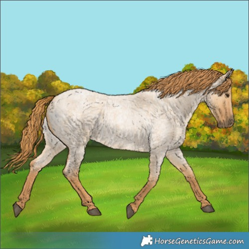 Horse Color:Red Dun Roan 