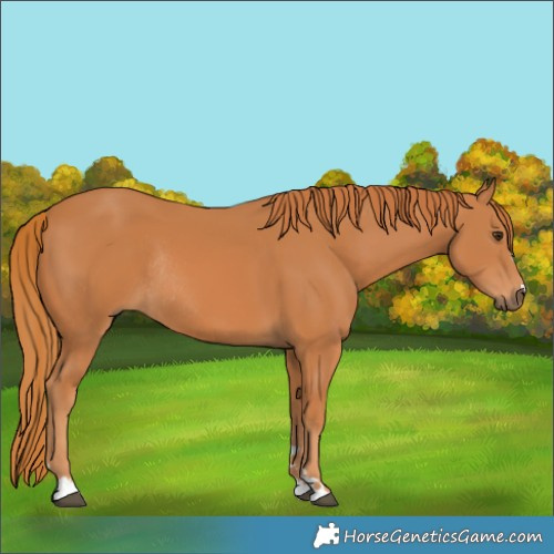 Horse Color:Chestnut Rabicano