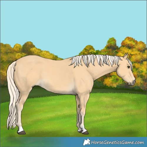 Horse Color:Palomino 