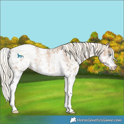 Horse Color:Chocolate Palomino Pearl Sabino Snowcap Rabicano  and Chocolate Palomino Pearl Sabino Snowcap Rabicano 