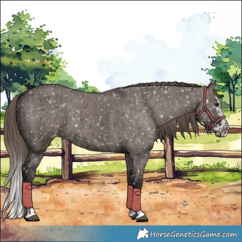 Horse Color:Smoky Grullo Appaloosa  and Smoky Grullo Splash Appaloosa 