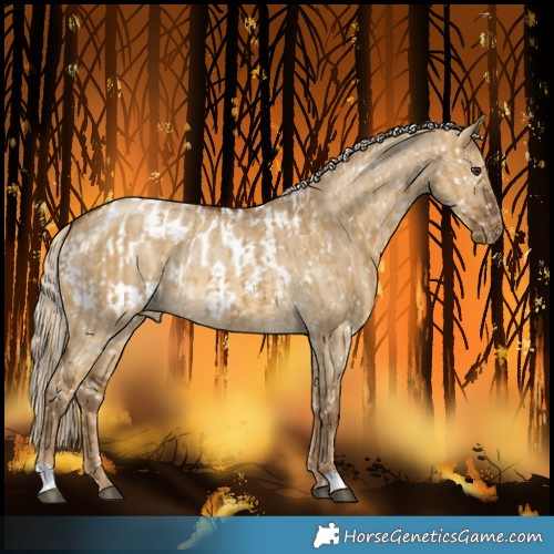 Horse Color:Chocolate Palomino Dun Snowflake Varnish and Chocolate Palomino Dun Blanket