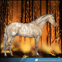 Horse Color:Chocolate Palomino Dun Snowflake Varnish  and Chocolate Palomino Dun Blanket 
