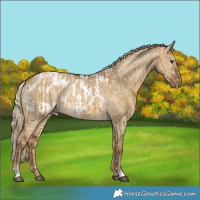 Horse Color:Chocolate Palomino Dun Appaloosa and Chocolate Palomino Dun Appaloosa