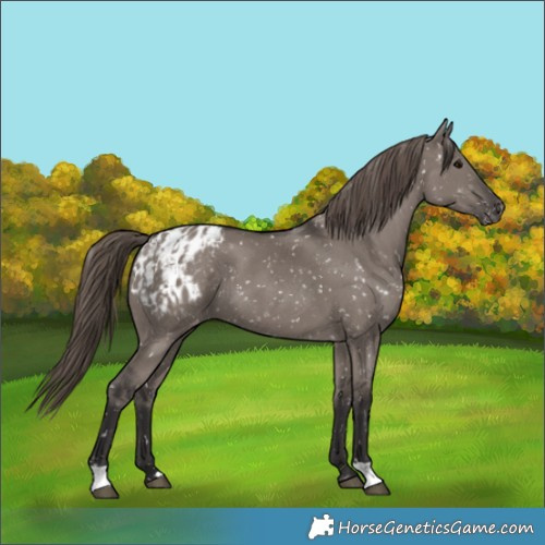 Horse Color:Smoky Grullo Appaloosa  and Smoky Grullo Appaloosa 