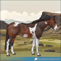 Horse Color:Bay Tobiano Frame