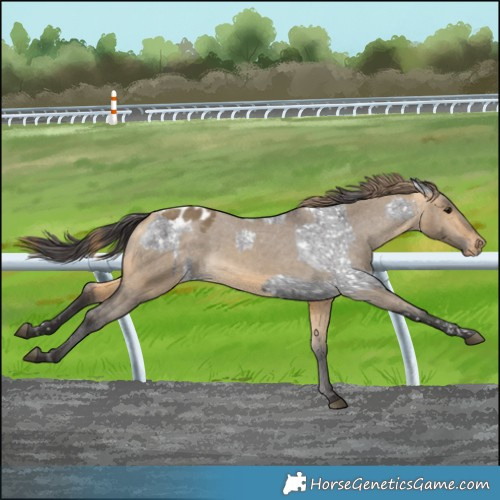 Horse Color:Smoky Blue Roan Appaloosa and Buckskin Dun Appaloosa