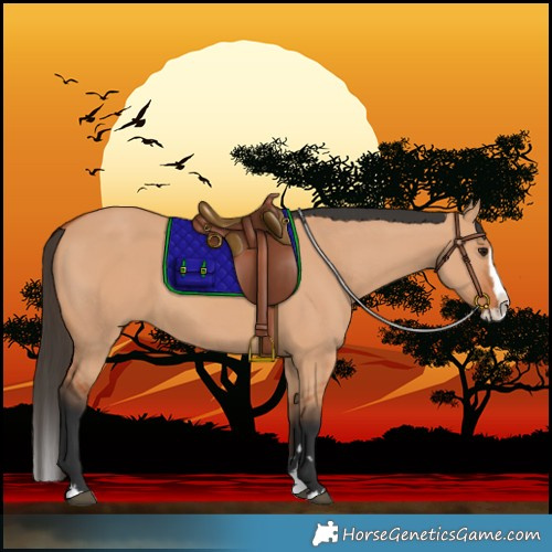 Horse Color:Bay Dun Splash 