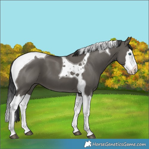 Horse Color:Grullo Splash Tobiano 