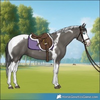 Horse Color:Grullo Splash Tobiano 