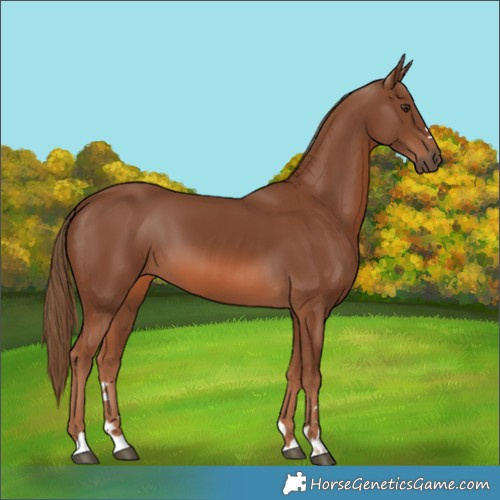 Horse Color:Chestnut 