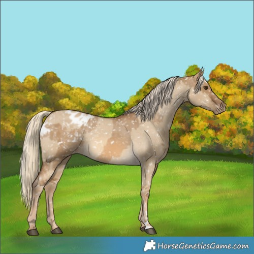 Horse Color:Chocolate Palomino Dun Snowflake Varnish  and Chocolate Palomino Dun Snowflake Varnish 