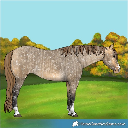 Horse Color:Buckskin Dun Appaloosa  and Buckskin Dun Appaloosa 