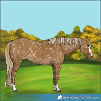 Horse Color:Chocolate Palomino Dun Snowflake Varnish and Chocolate Palomino Dun Snowflake Varnish