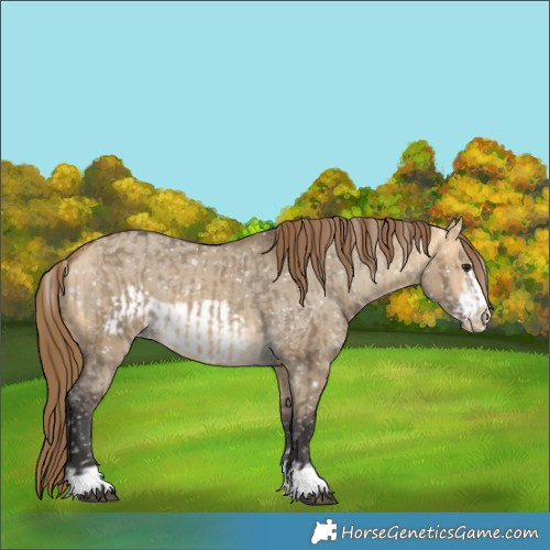 Horse Color:Buckskin Dun Snowflake Varnish and Buckskin Dun Frame Snowflake Varnish
