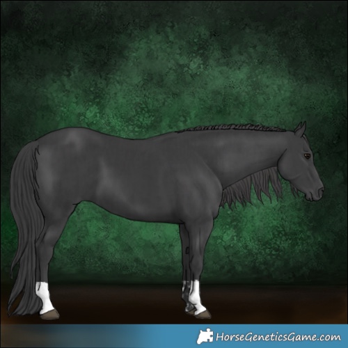 Horse Color:Black and Black
