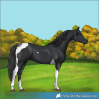 Horse Color:Black Tobiano 