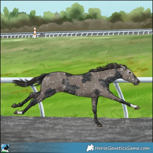 Horse Color:Black Appaloosa Rabicano  and Gray Smoky Grullo Appaloosa 