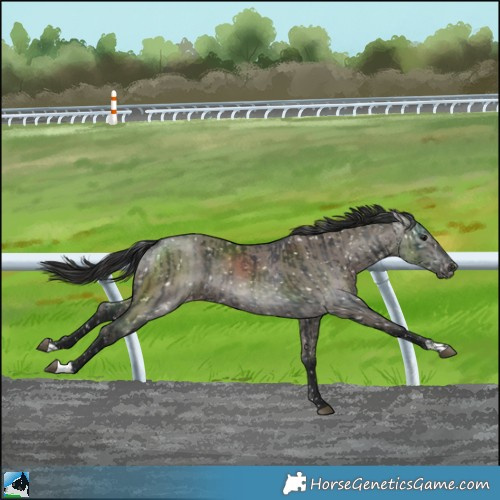 Horse Color:Black Mushroom Snowflake Varnish Rabicano  and Gray Smoky Grullo Snowflake Varnish 
