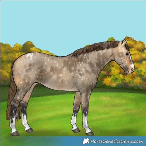 Horse Color:Buckskin Dun Blanket and Buckskin Dun Snowflake Varnish