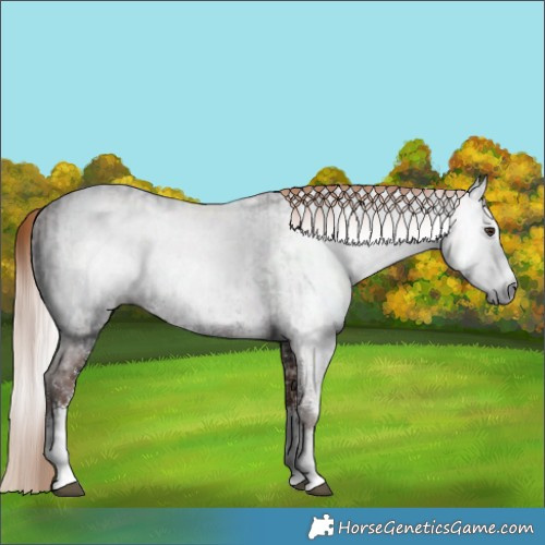 Horse Color:Gray Liver Chestnut Sabino Splash Varnish and Gray Chestnut Sabino Splash Varnish