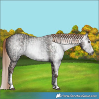Horse Color:Gray Liver Chestnut Sabino Splash Appaloosa  and Gray Chestnut Sabino Splash Appaloosa 