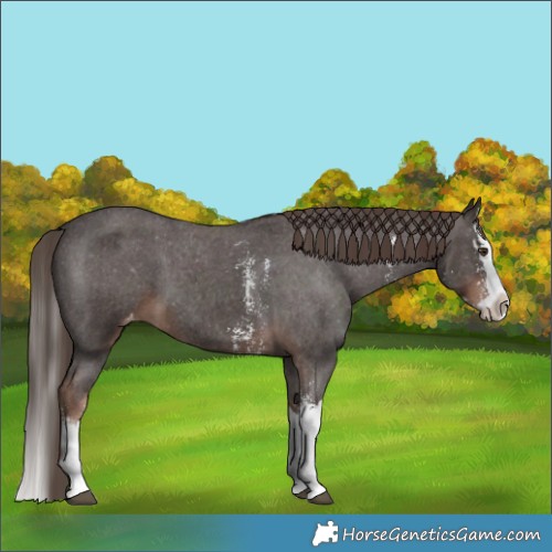 Horse Color:Liver Chestnut Sabino Splash Varnish  and Liver Chestnut Sabino Splash Varnish 