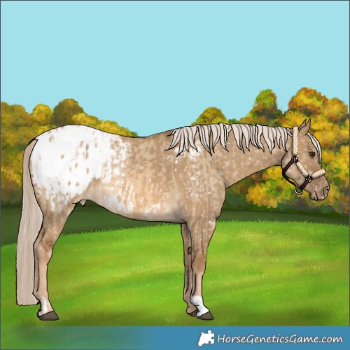 Horse Color:Chocolate Palomino Dun Blanket  and Chocolate Palomino Dun Blanket 