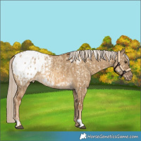 Horse Color:Chocolate Palomino Dun Blanket  and Chocolate Palomino Dun Blanket 