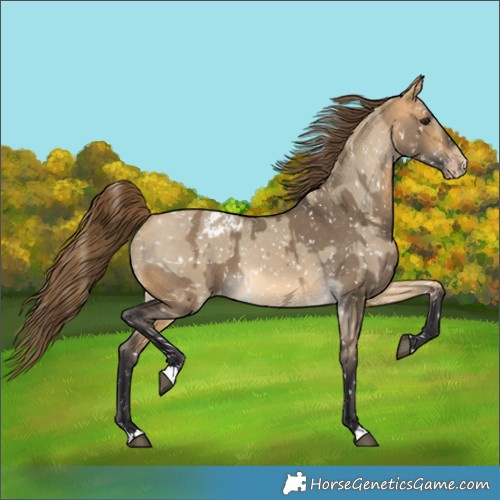 Horse Color:Buckskin Dun Snowflake Varnish and Buckskin Dun Snowflake Varnish Rabicano