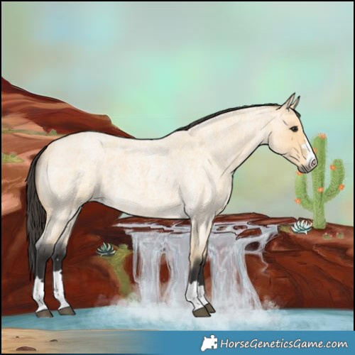 Horse Color:Buckskin Roan