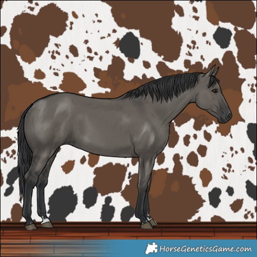 Horse Color:Grullo 