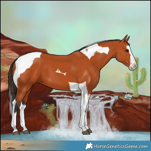 Horse Color:Bay Splash Tobiano 