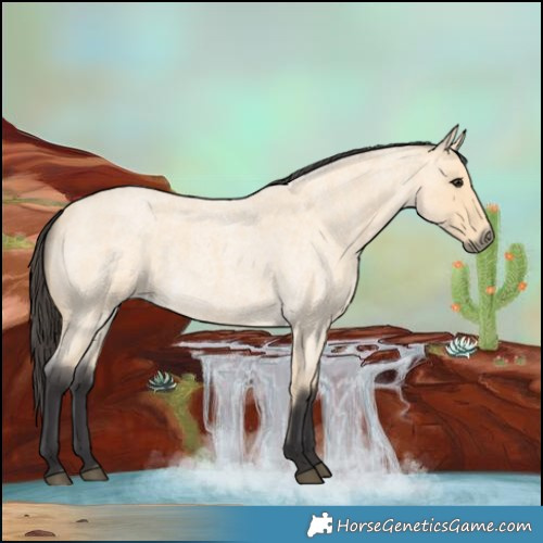 Horse Color:Buckskin Roan 