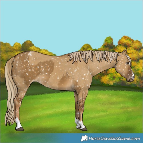 Horse Color:Chocolate Palomino Dun Snowflake Varnish and Chocolate Palomino Dun Snowflake Varnish