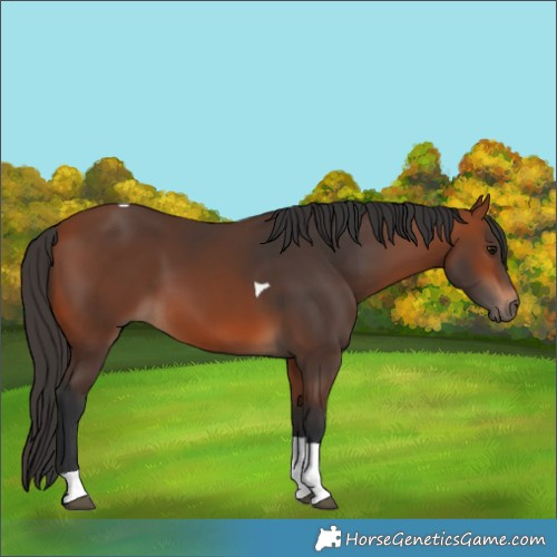 Horse Color:Bay Tobiano