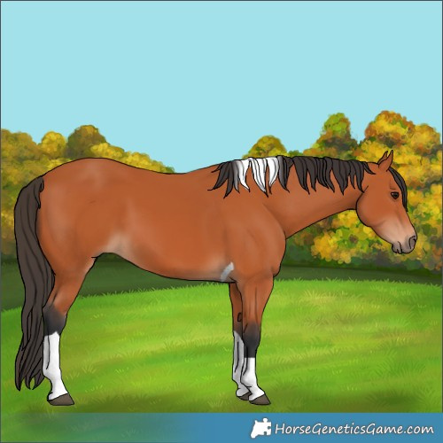 Horse Color:Bay Tobiano 