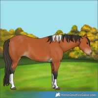 Horse Color:Bay Tobiano
