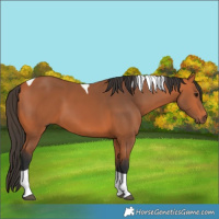Horse Color:Bay Tobiano