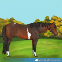 Horse Color:Bay Tobiano