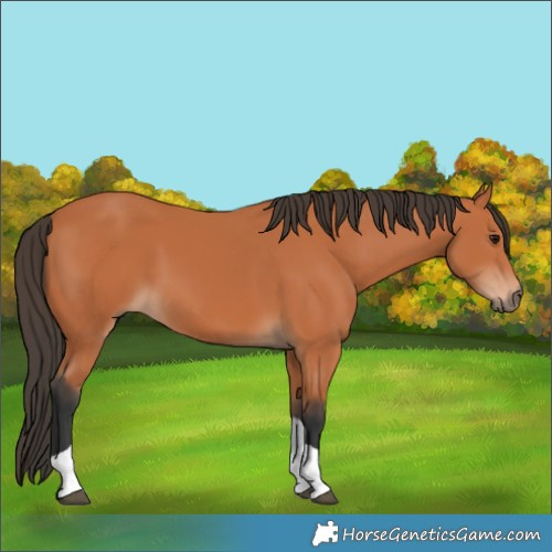 Horse Color:Bay Tobiano