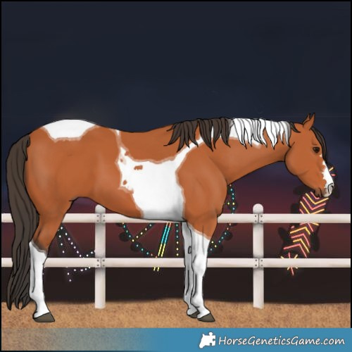 Horse Color:Bay Tobiano 